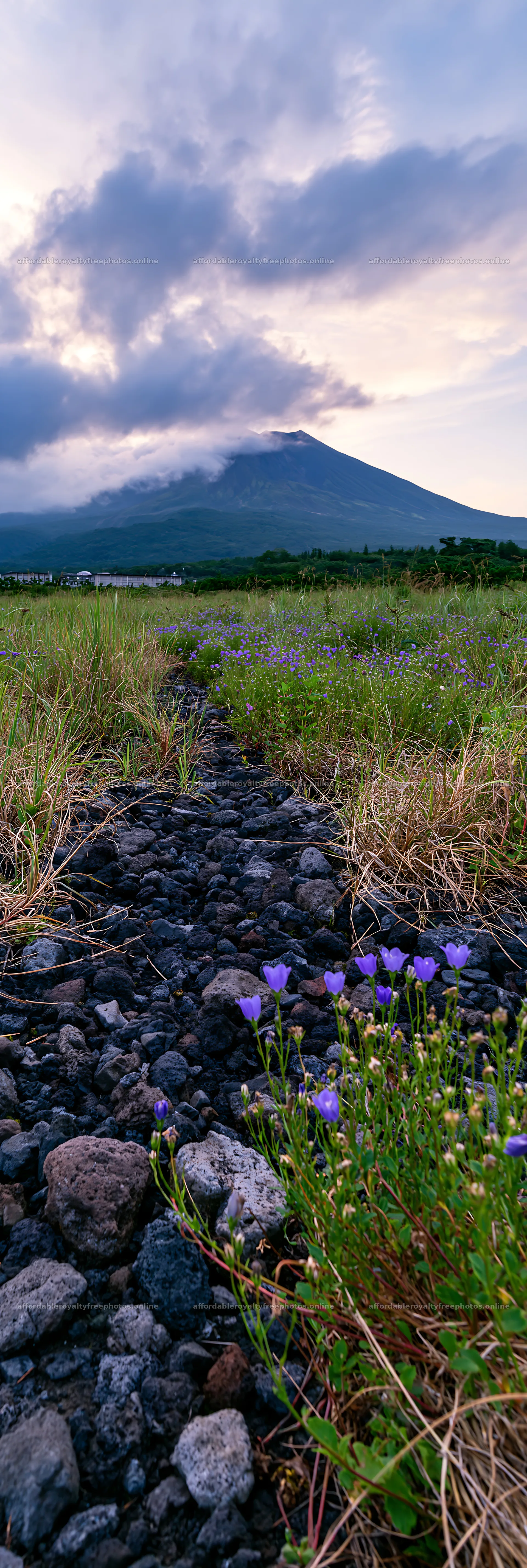 Kagoshima volcanic meadow with pumice foreground – royalty-free photos 4602x13690