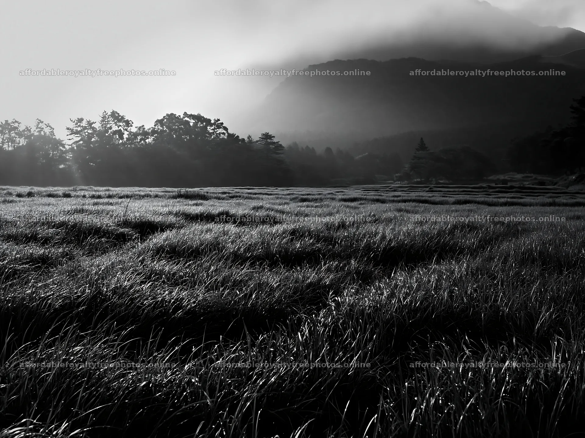 Miyazaki sunrise meadow with dew covered sedges – royalty-free photos 9174x6866