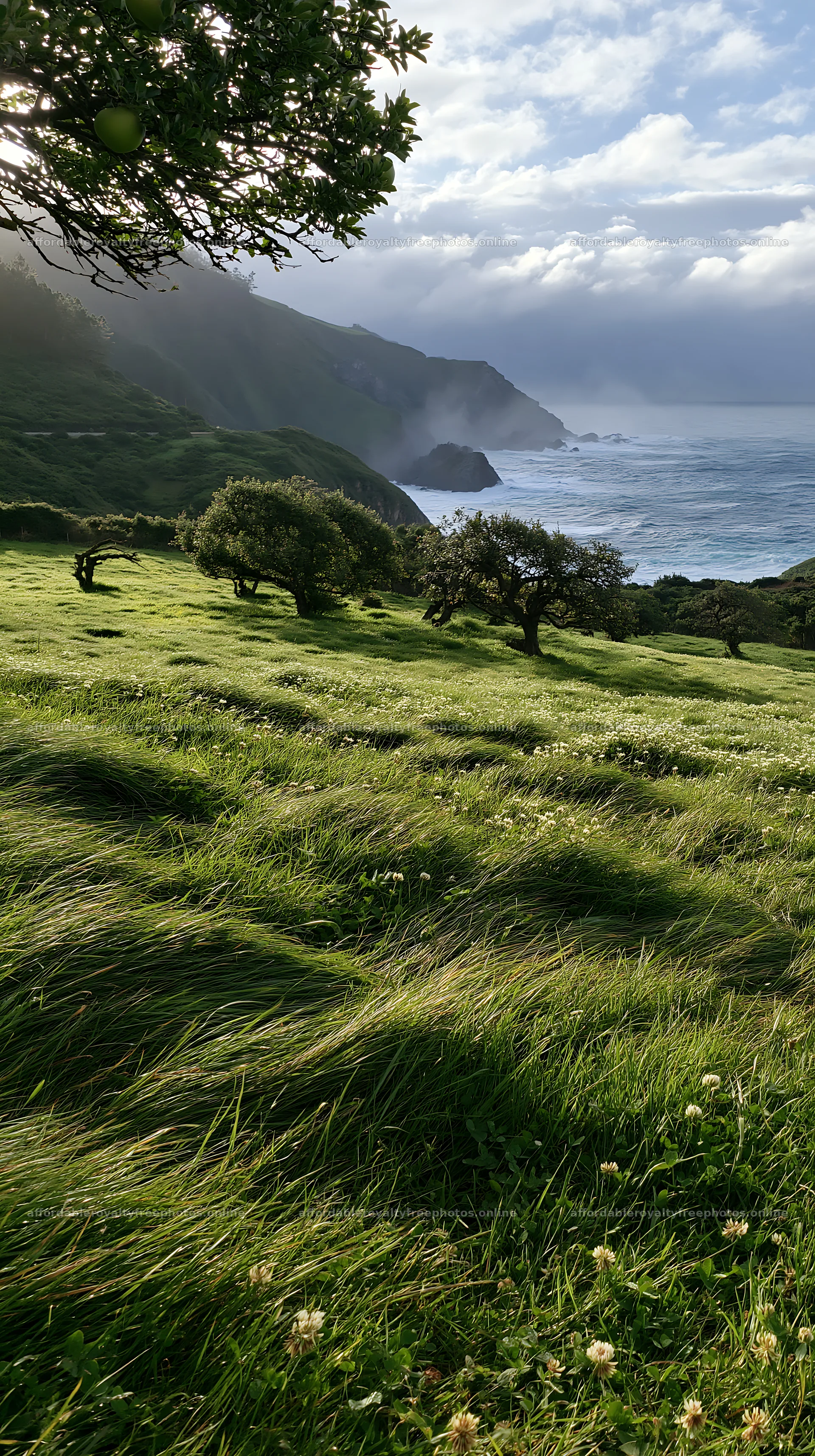 Clover apple meadow by the coast on a cloudy day – royalty-free photos 5938x10608