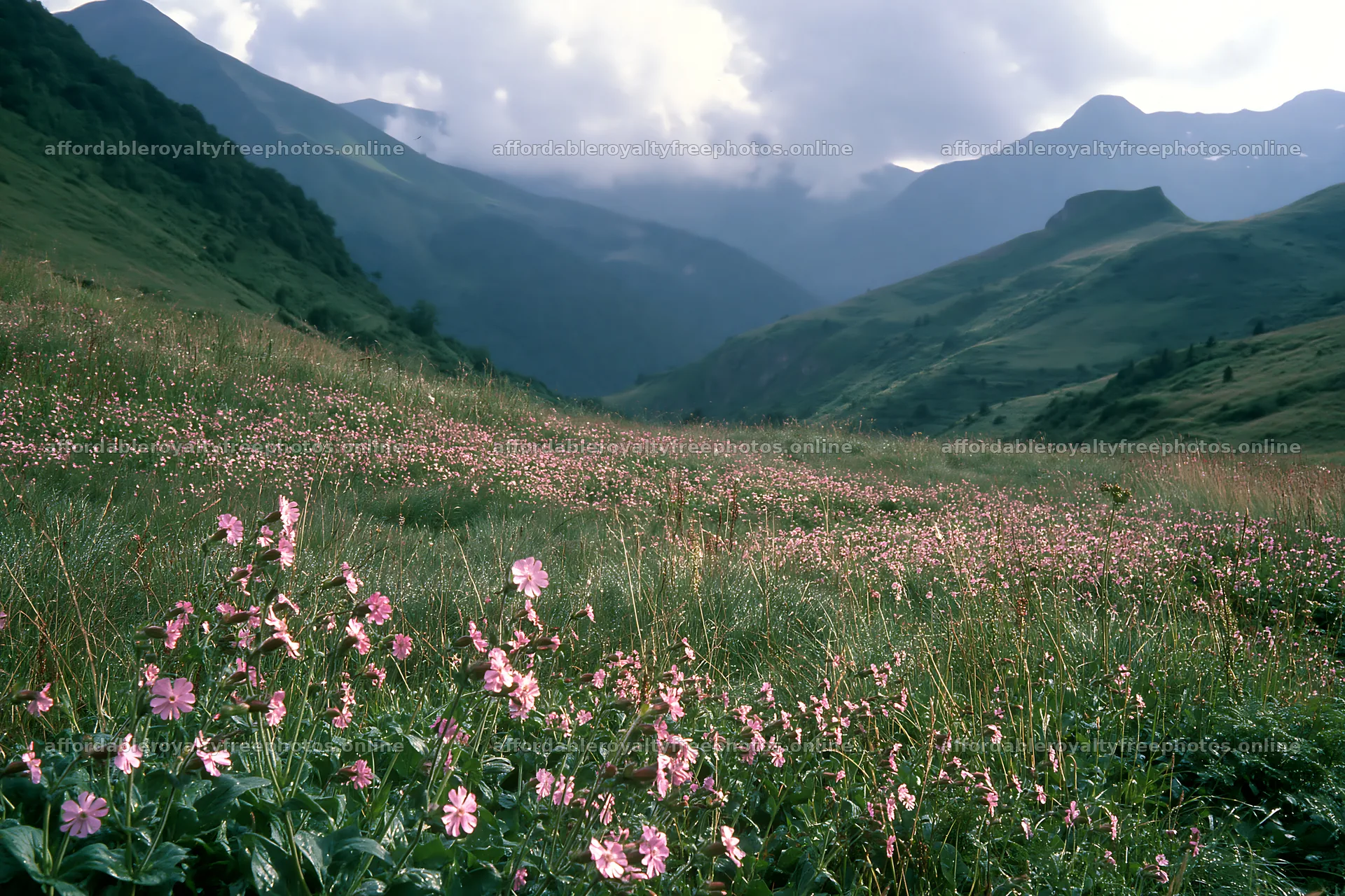 Meadow with flowers below Pyrenees mountains in France – royalty-free photos 9722x6480