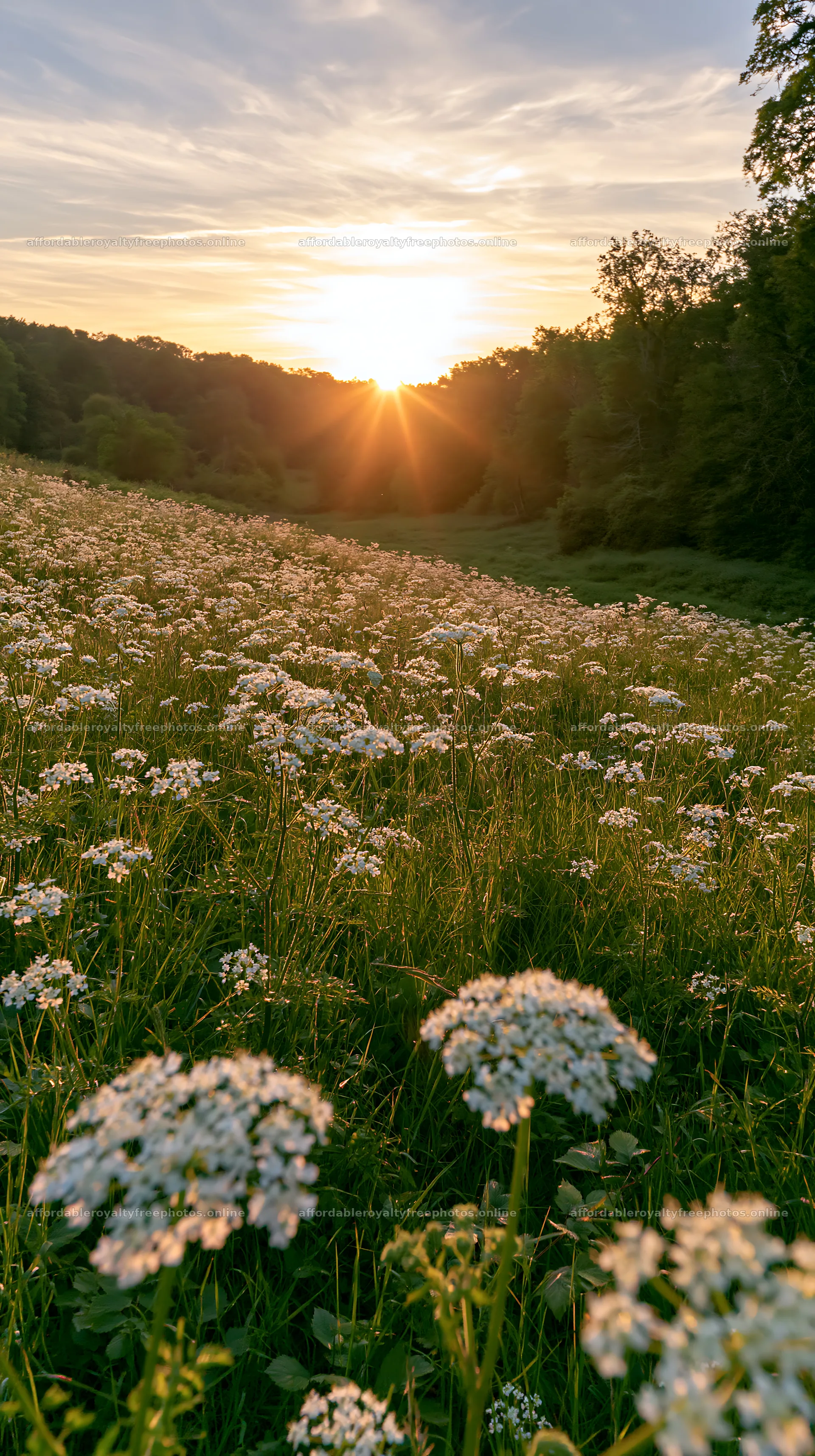 Cow parsley meadow with sunset in the background – royalty-free photos 5938x10608