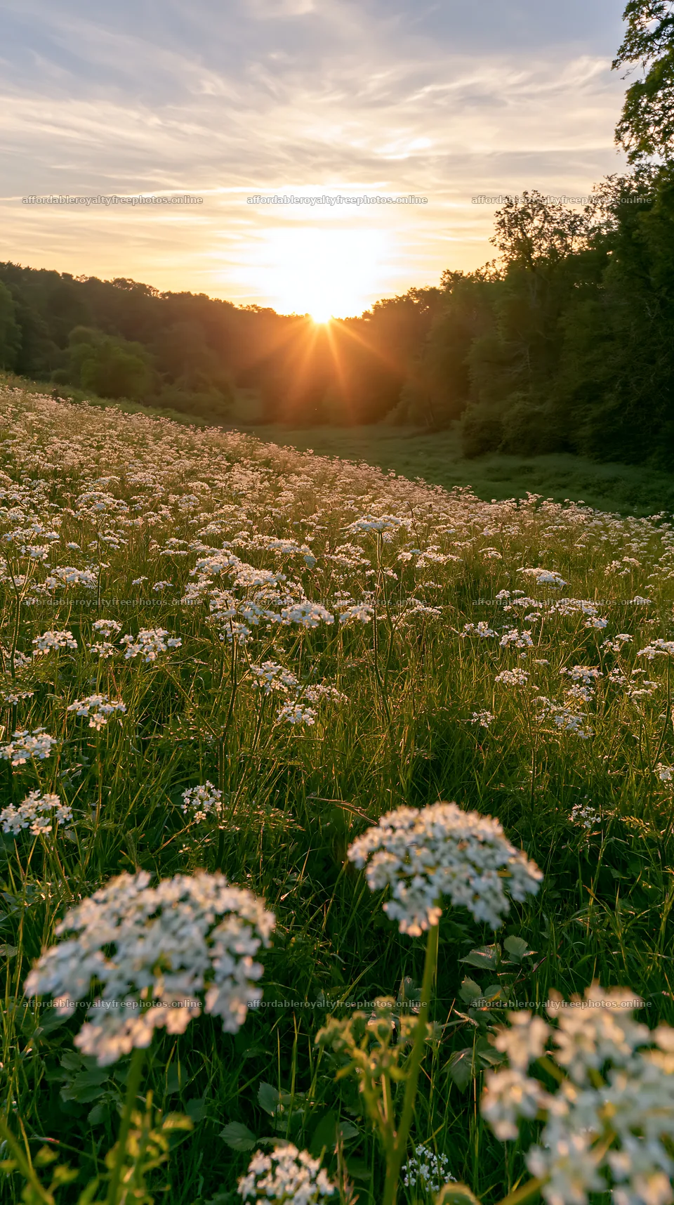 Cow parsley meadow with sunset in the background – royalty-free photos 5938x10608