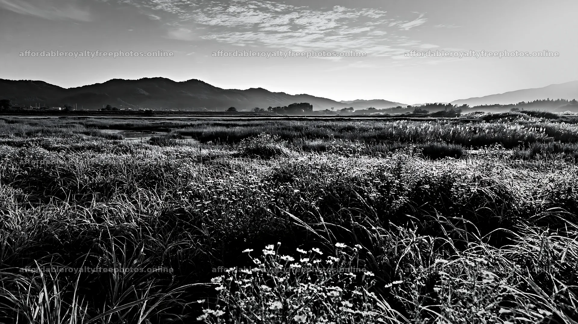 Niigata floodplain restoration meadow dew foreground – royalty-free photos 10608x5938
