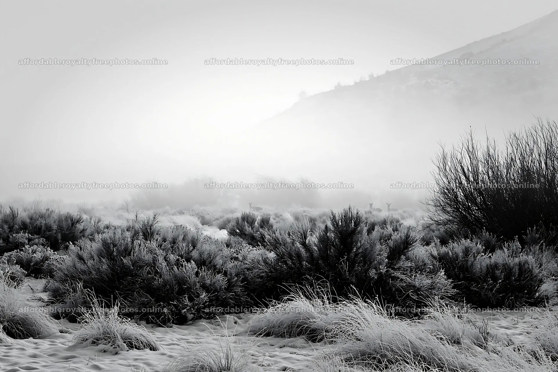 Snowy foothill meadow with fog and bushes – royalty-free photos 9722x6480