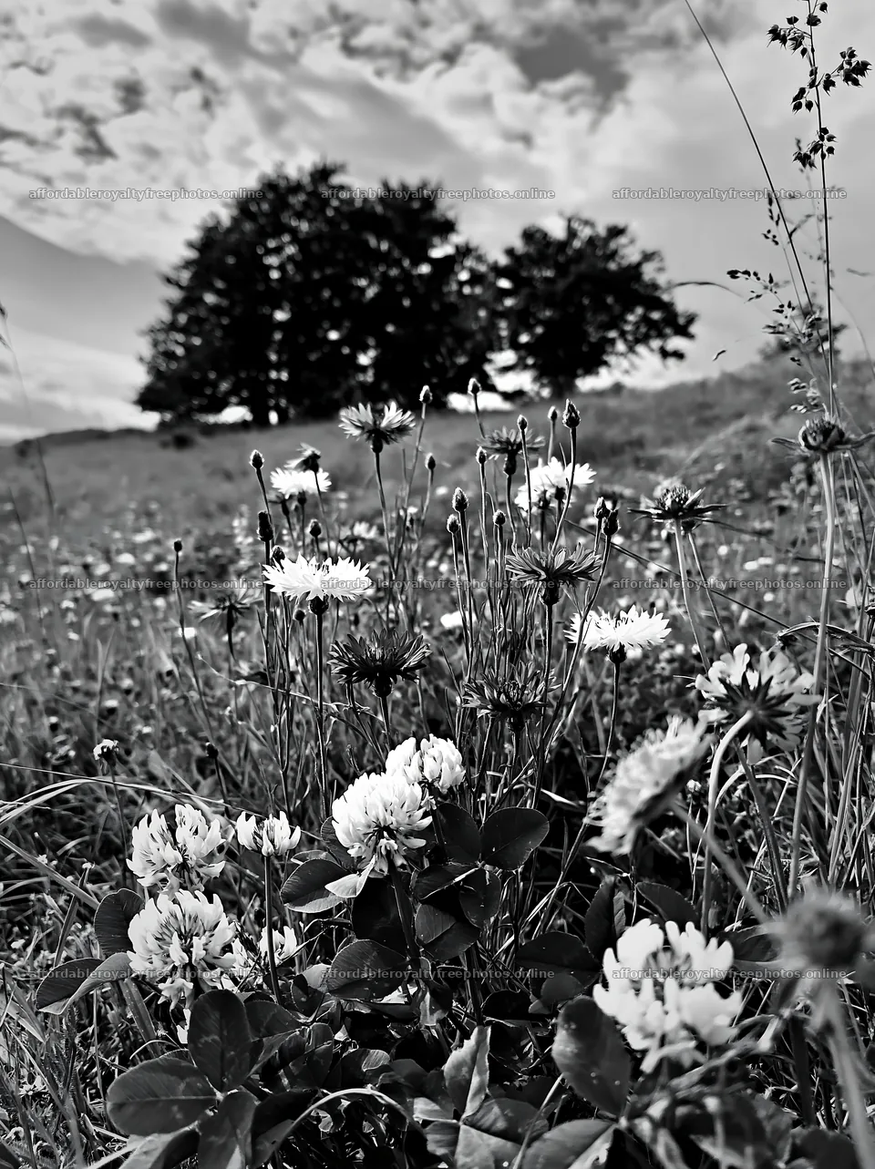 Clover and cornflower meadow with trees in the background – royalty-free photos 6866x9174