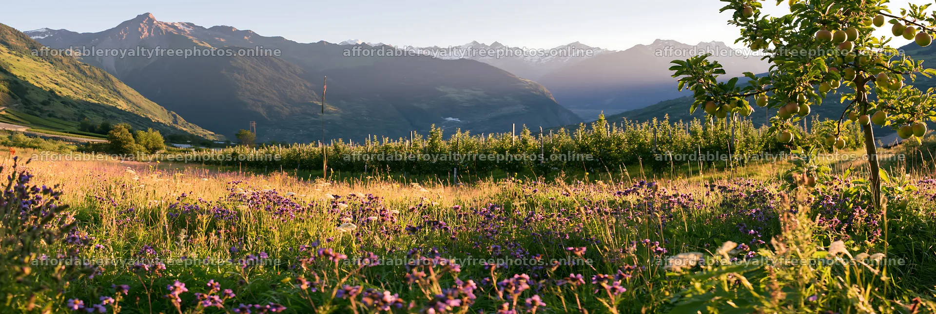 Valley view of apple meadow during sunset with mountains – royalty-free photos 13690x4602