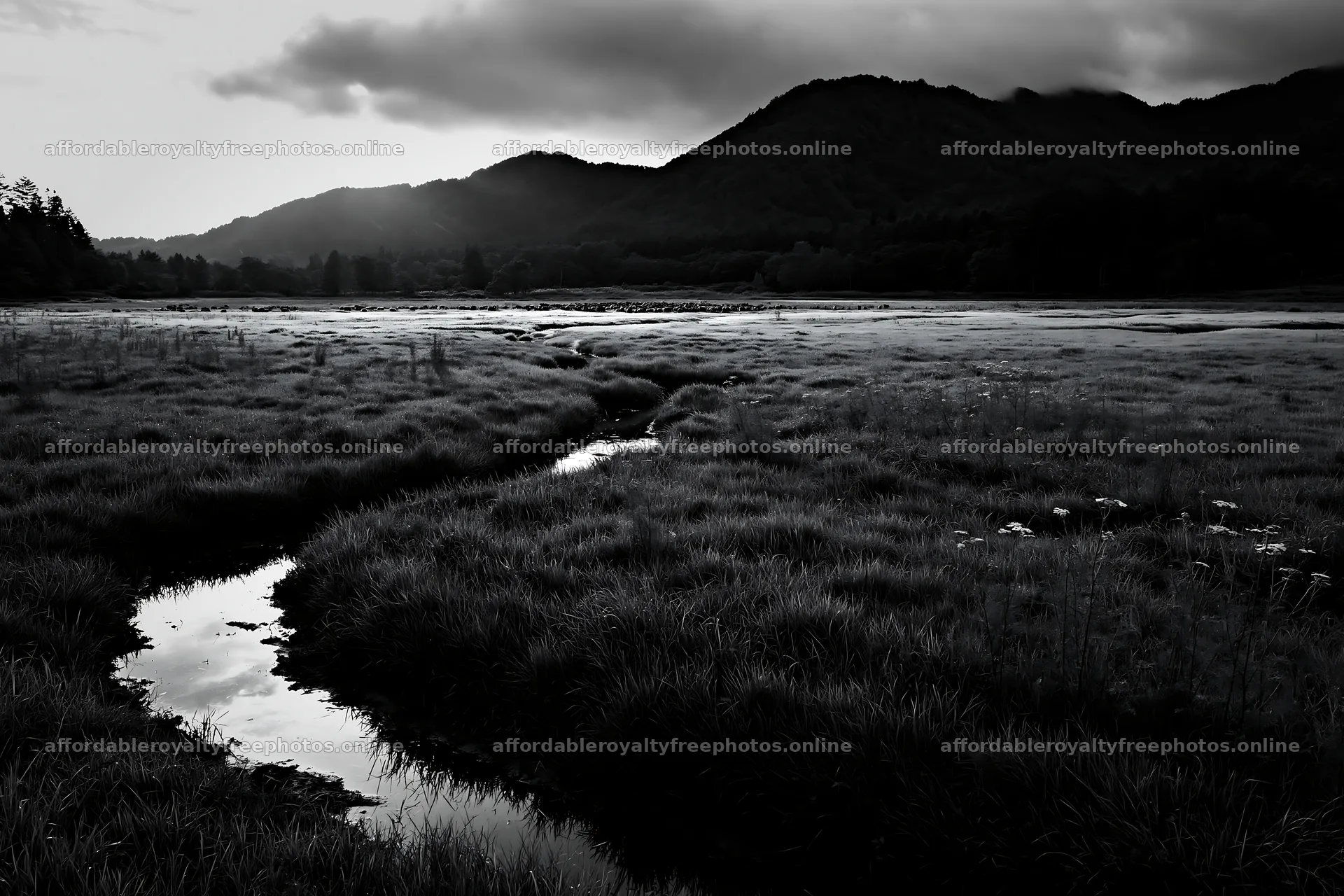 Shizuoka seasonal meadow after heavy rain – royalty-free photos 9722x6480