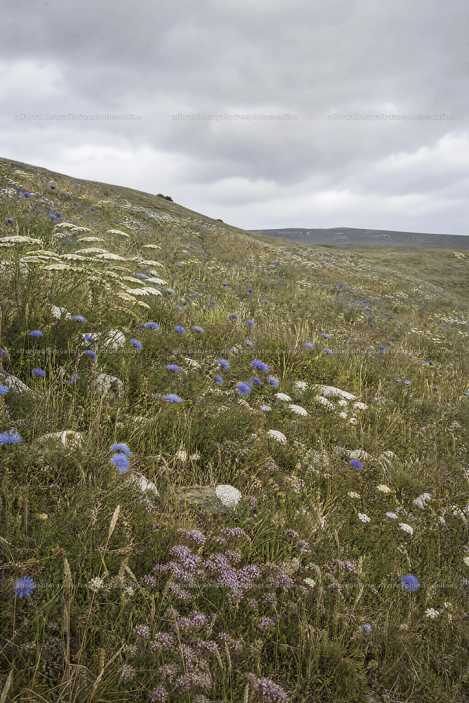 Cloudy flower meadow with wild blooms on a dry hillside – royalty-free photos 6480x9722