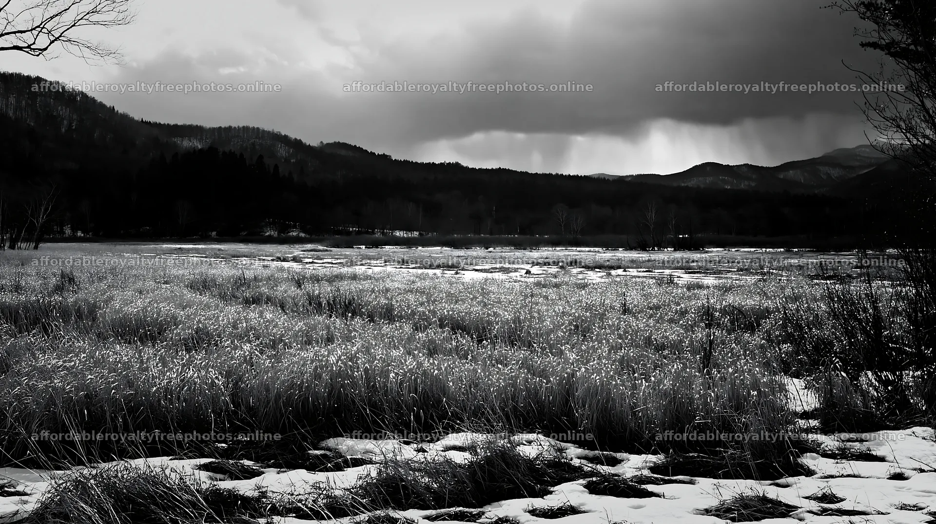 Akita snowy meadow with silver grasses during snowmelt – royalty-free photos 10608x5938