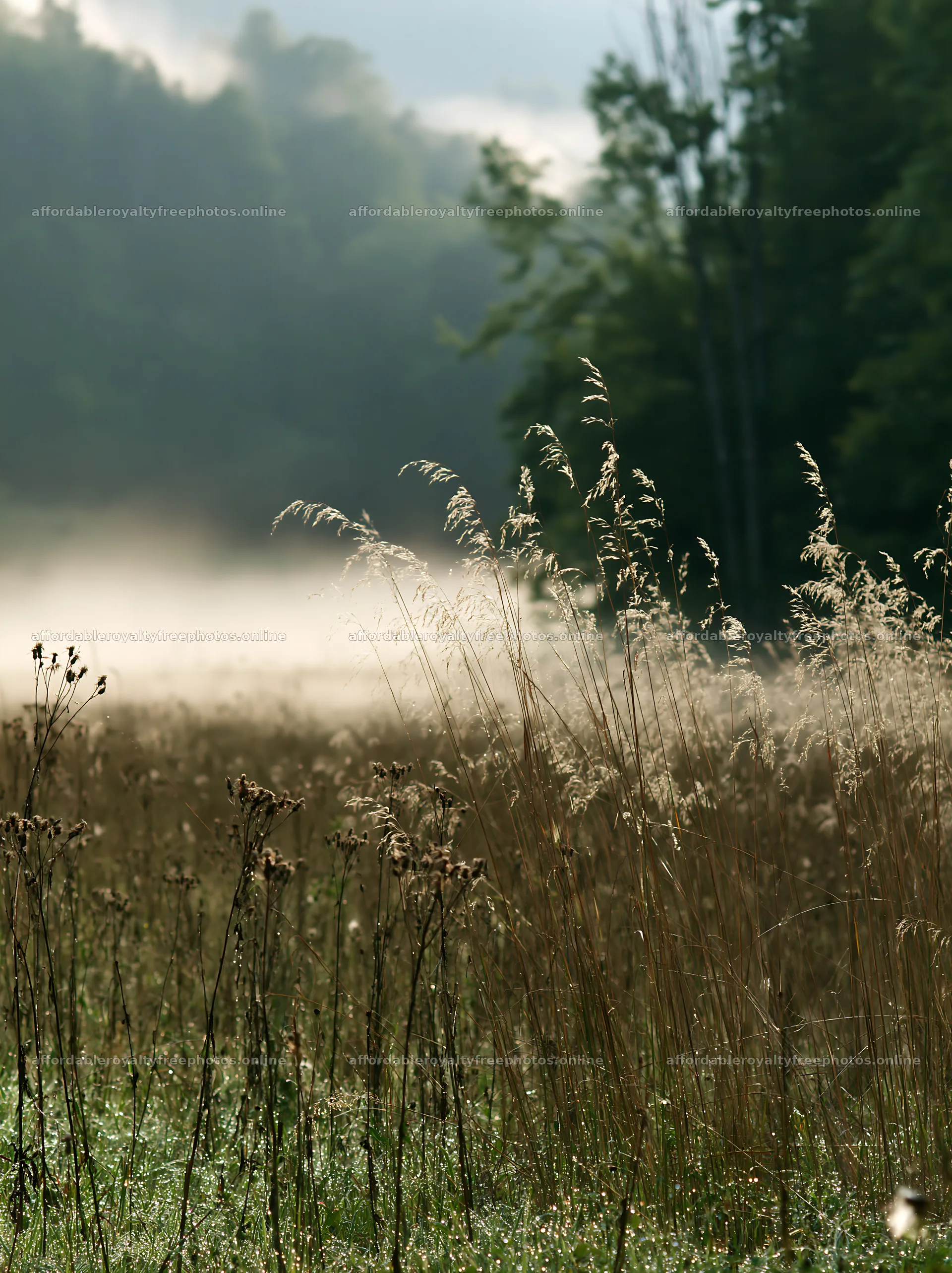 Seedhead meadow in mist during early morning – royalty-free photos 6866x9174