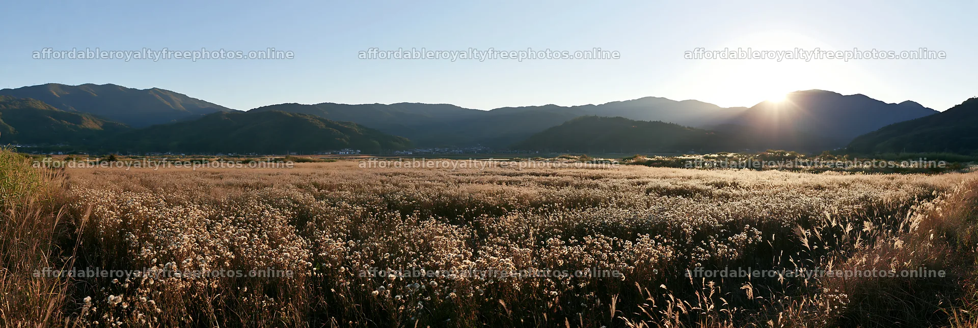Aichi restored meadow autumn seedheads foreground – royalty-free photos 13690x4602