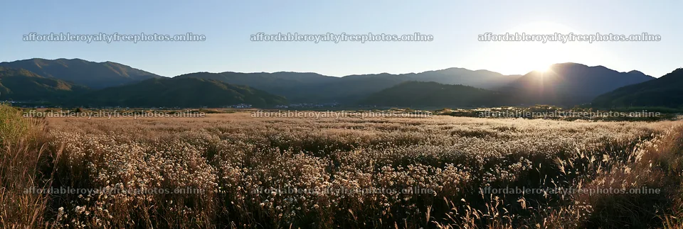 Aichi restored meadow autumn seedheads foreground – royalty-free photos 13690x4602