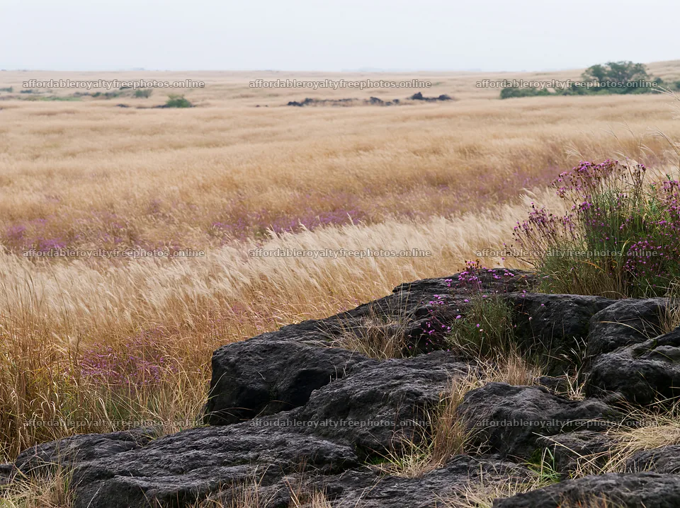 Kumamoto volcanic meadow dark rock foreground with grass – royalty-free photos 9174x6866