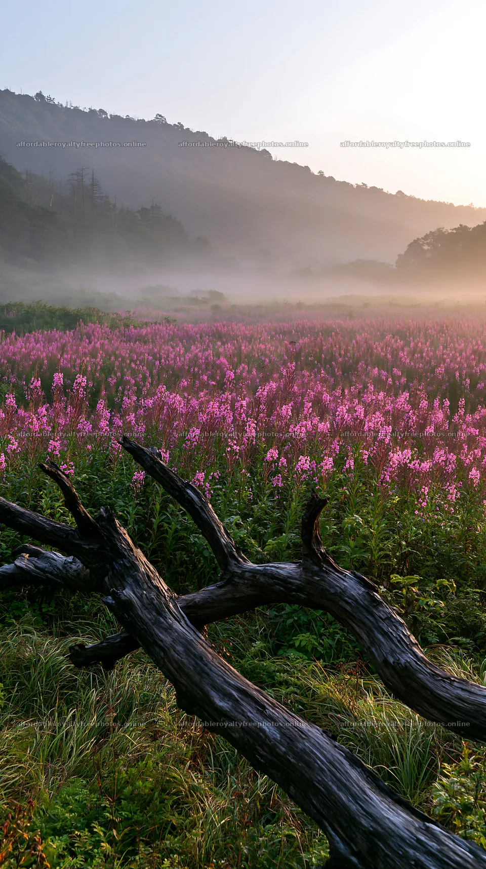 Yamagata rewilded meadow with fallen branch in foreground – royalty-free photos 5938x10608