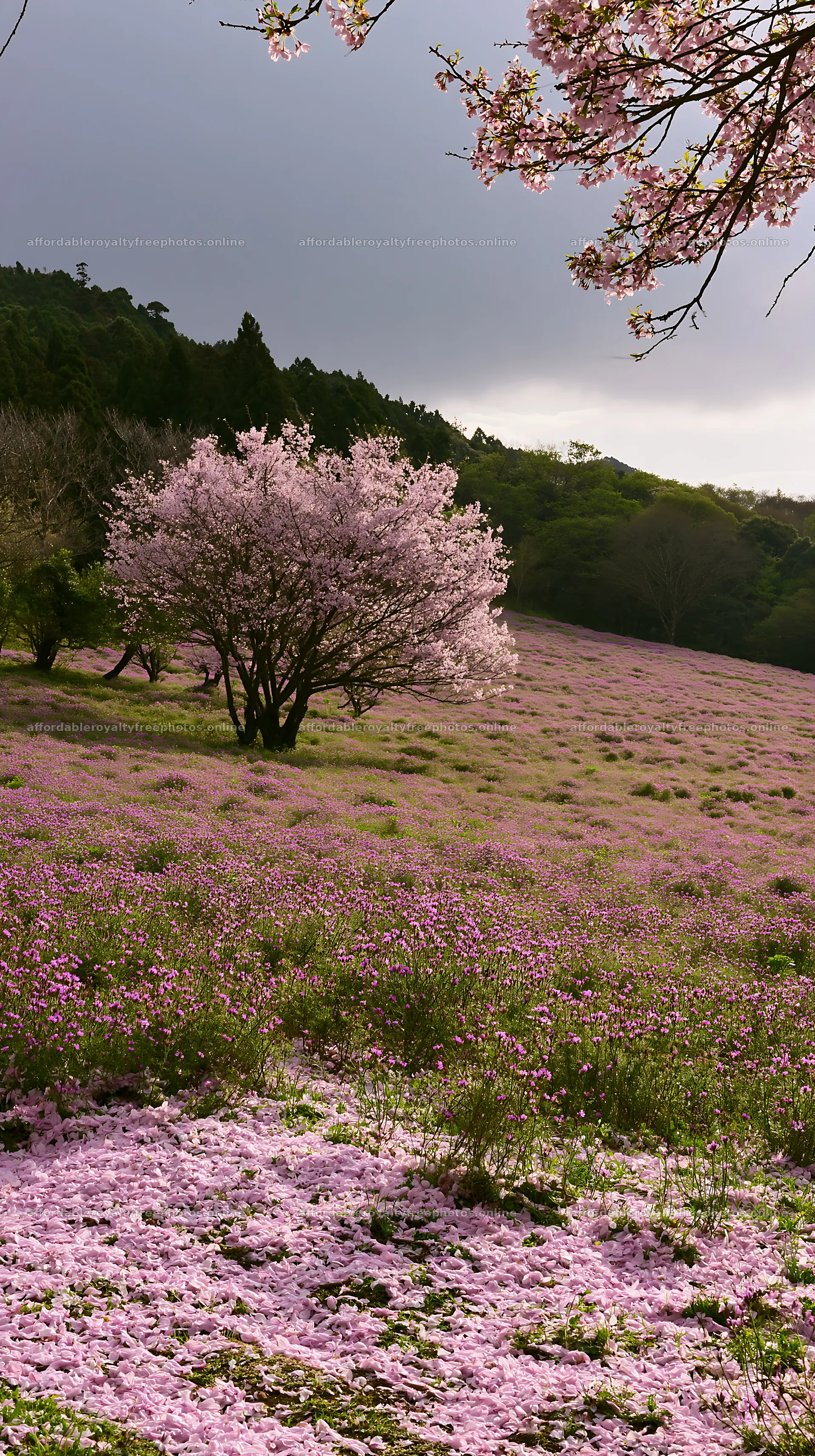 Fukuoka spring meadow with fallen blossoms in the – royalty-free photos 5938x10608