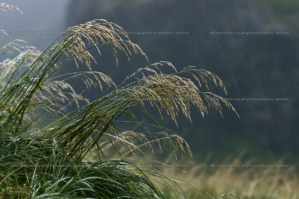 Meadow grass seedheads swaying in the rain – royalty-free photos 9722x6480