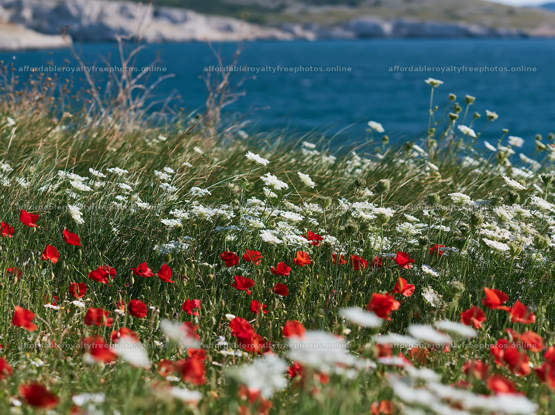 Clifftop meadow with wildflowers near the ocean – royalty-free photos 9174x6866