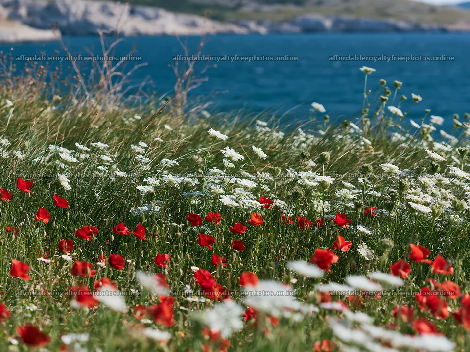 Clifftop meadow with wildflowers near the ocean – royalty-free photos 9174x6866