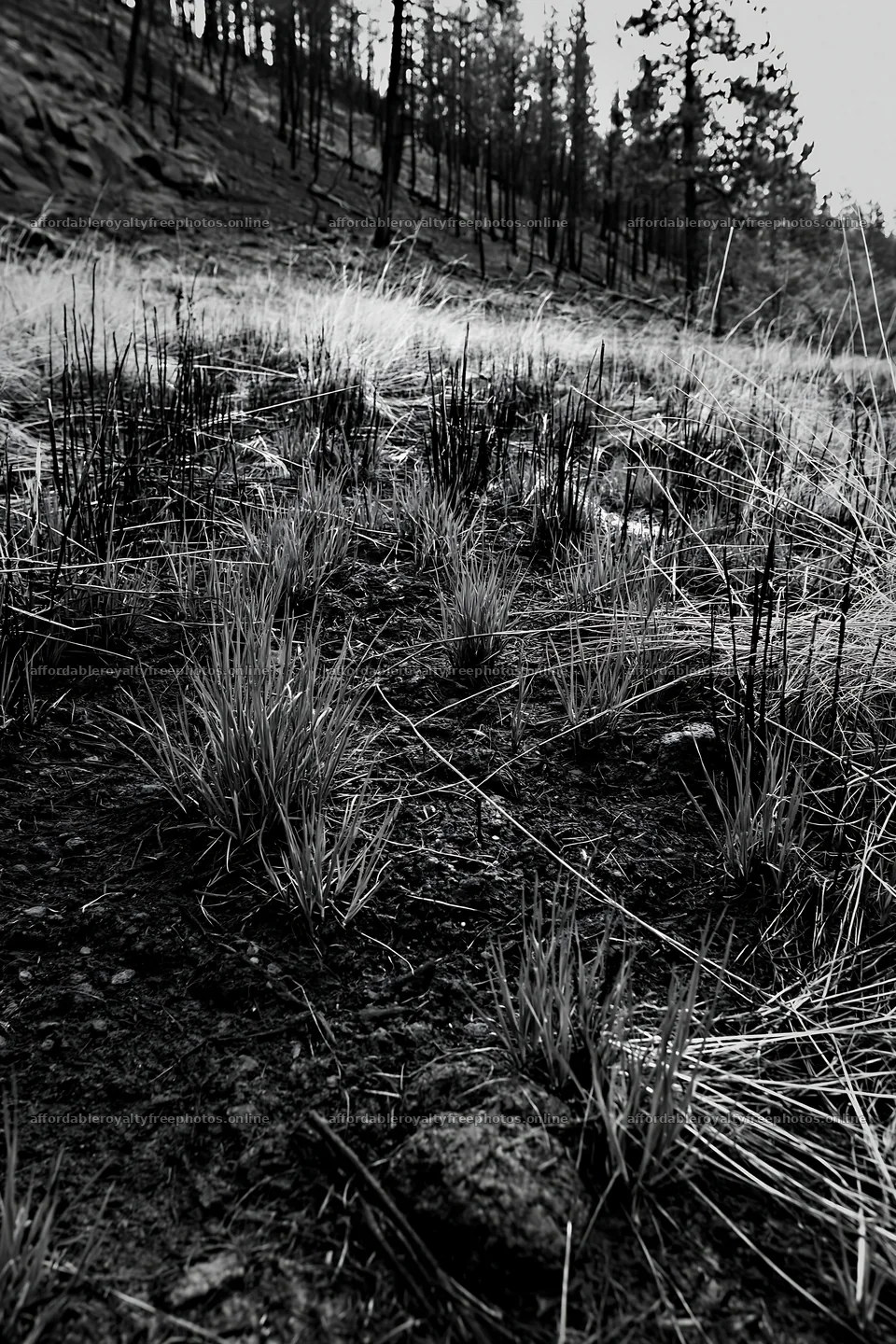 Climate-resilient meadow showing recovery after fire – royalty-free photos 6480x9722