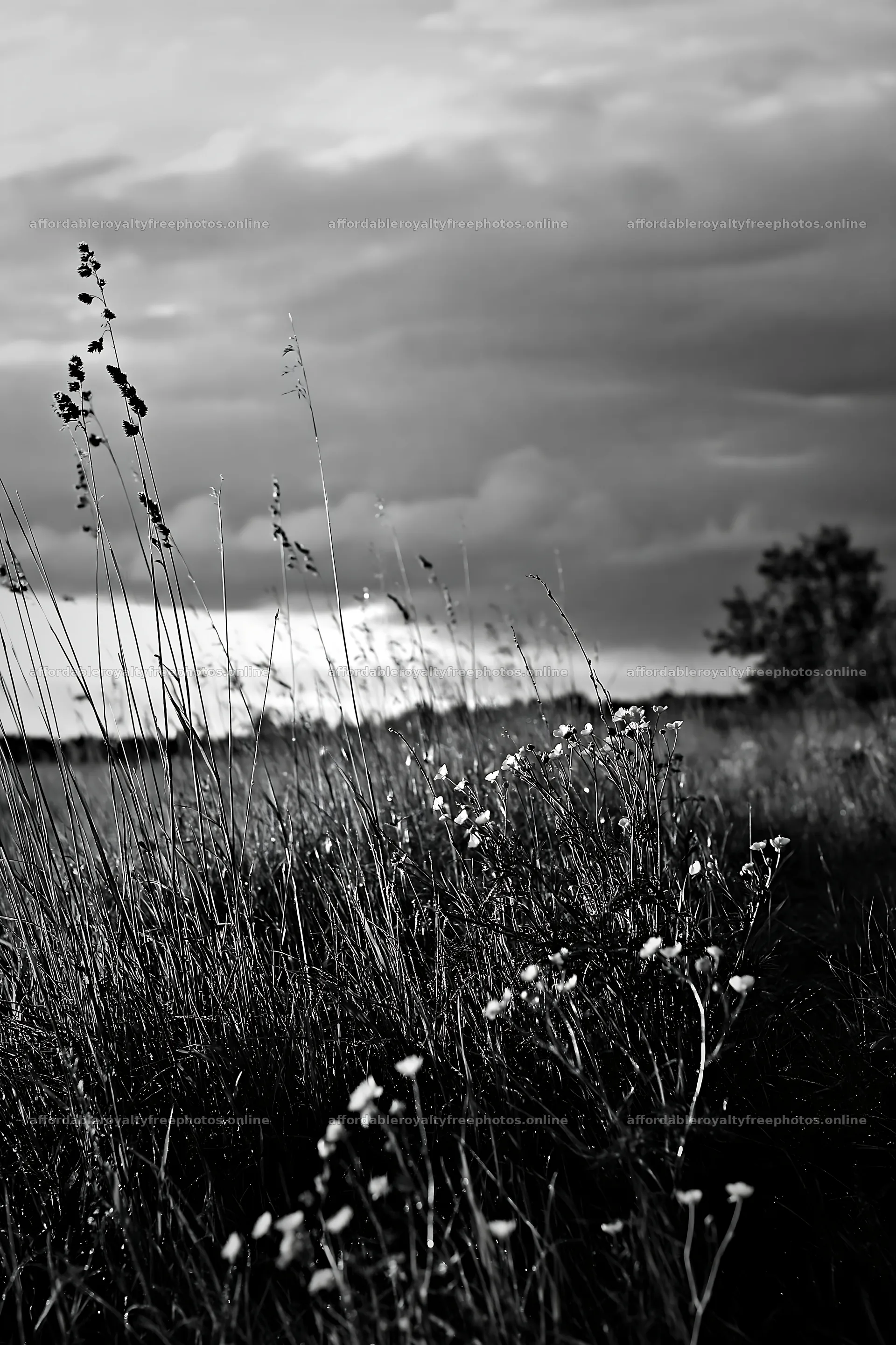 Saga floodplain meadow with reeds and grass in foreground – royalty-free photos 6480x9722
