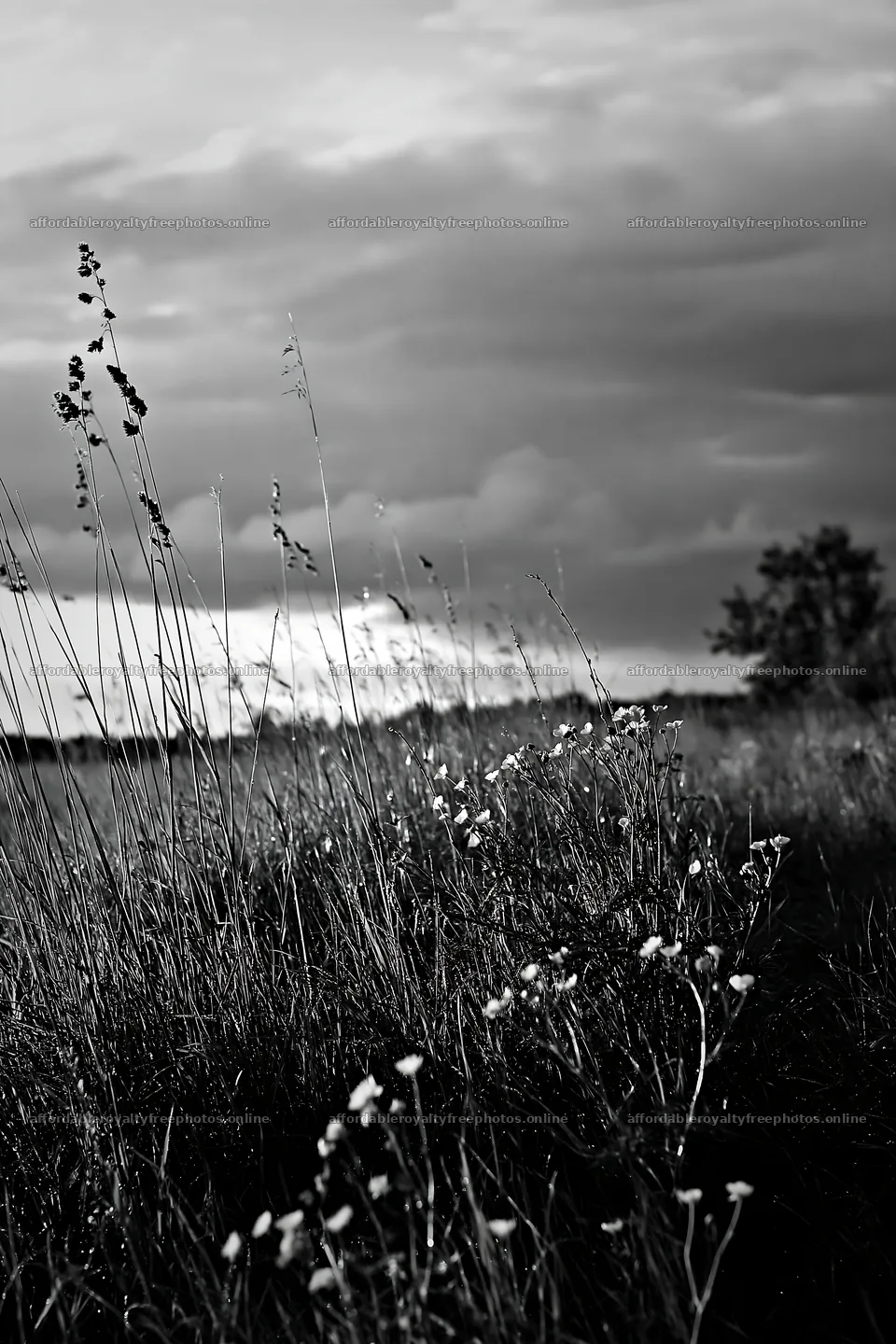 Saga floodplain meadow with reeds and grass in foreground – royalty-free photos 6480x9722