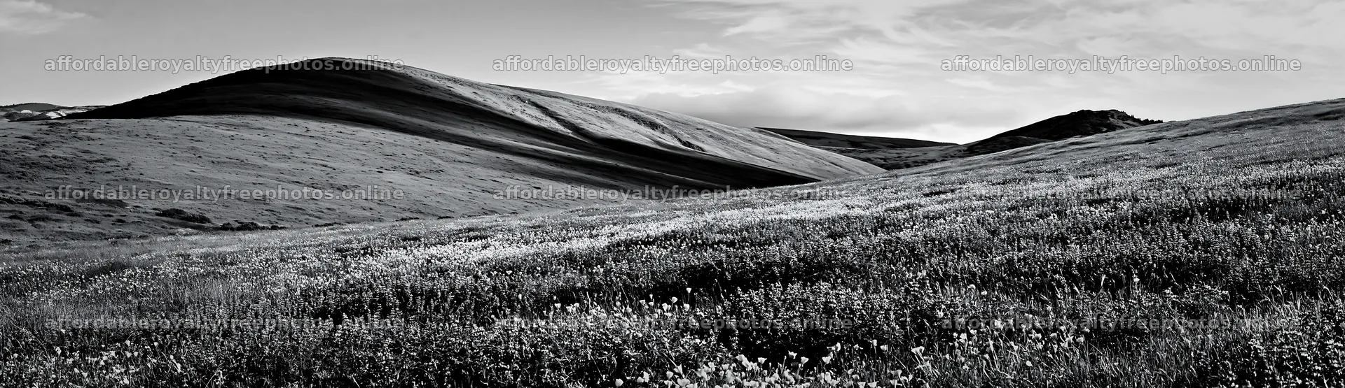 Colorful lupine meadow with rolling hills in sunlight – royalty-free photos 14762x4268