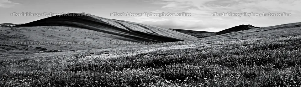 Colorful lupine meadow with rolling hills in sunlight – royalty-free photos 14762x4268