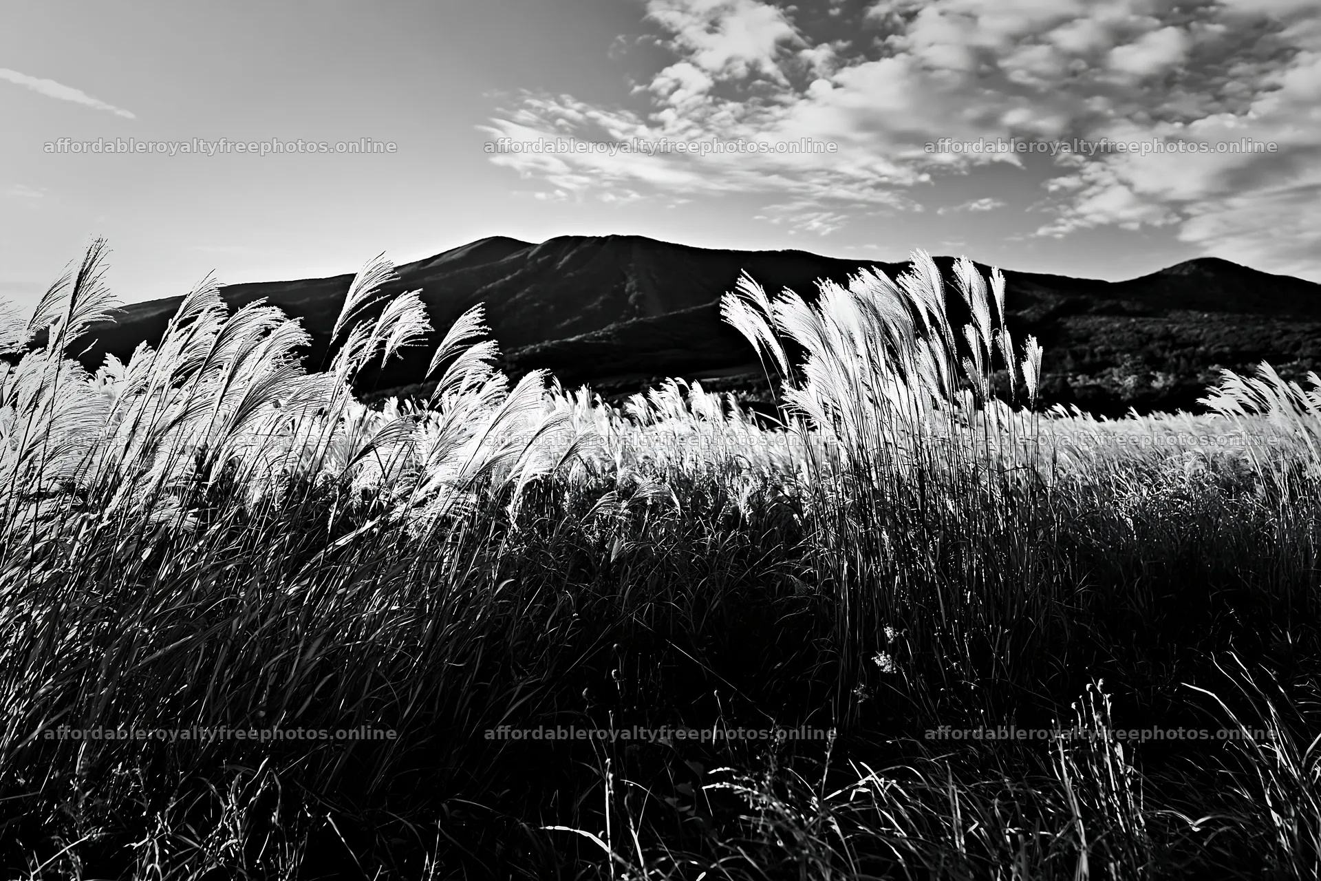 Climate-resilient Hokkaido silver grass meadow seedheads – royalty-free photos 9722x6480