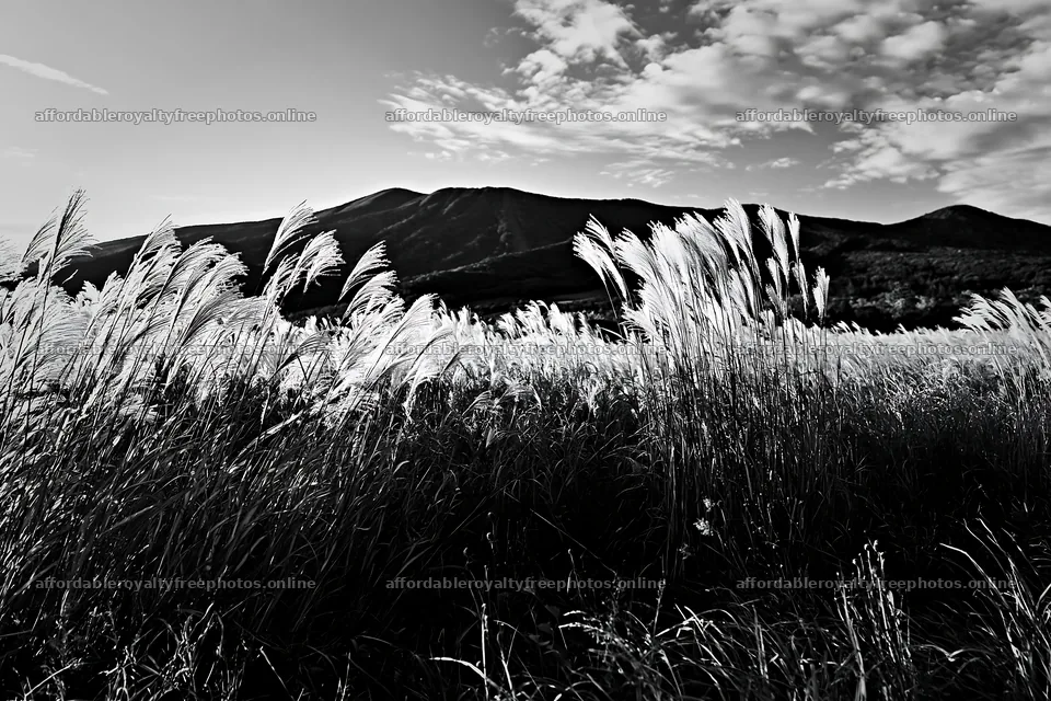 Climate-resilient Hokkaido silver grass meadow seedheads – royalty-free photos 9722x6480