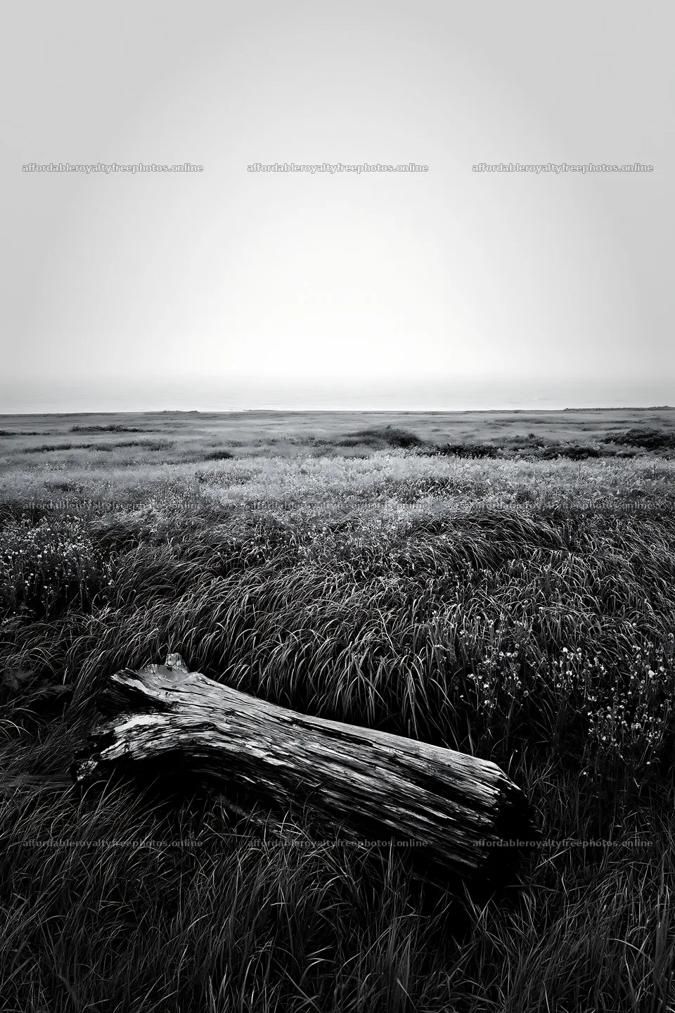 Ishikawa coastal meadow with storm washed driftwood – royalty-free photos 6480x9722