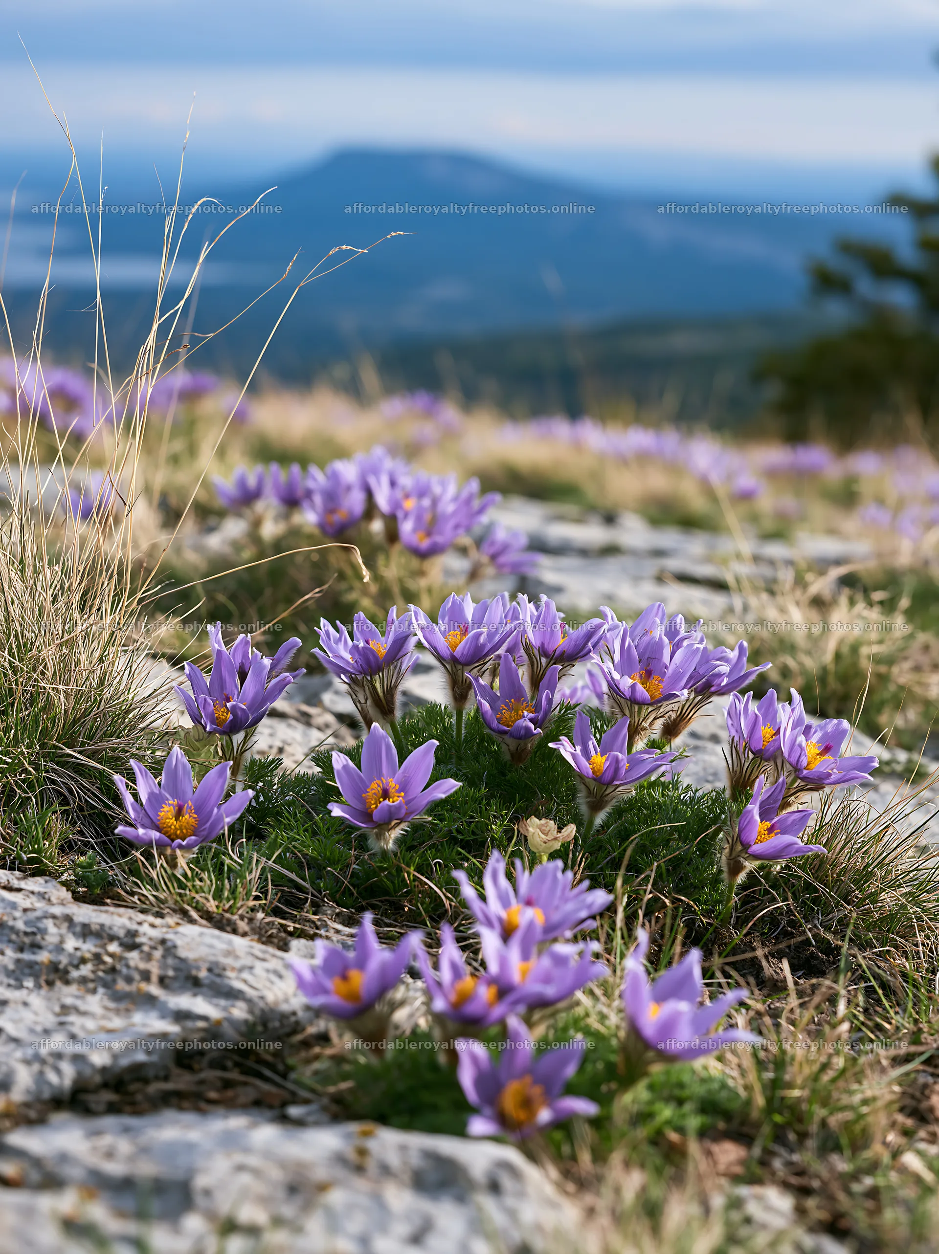 Cloudy meadow with pasque flowers on rocky terrain – royalty-free photos 6866x9174