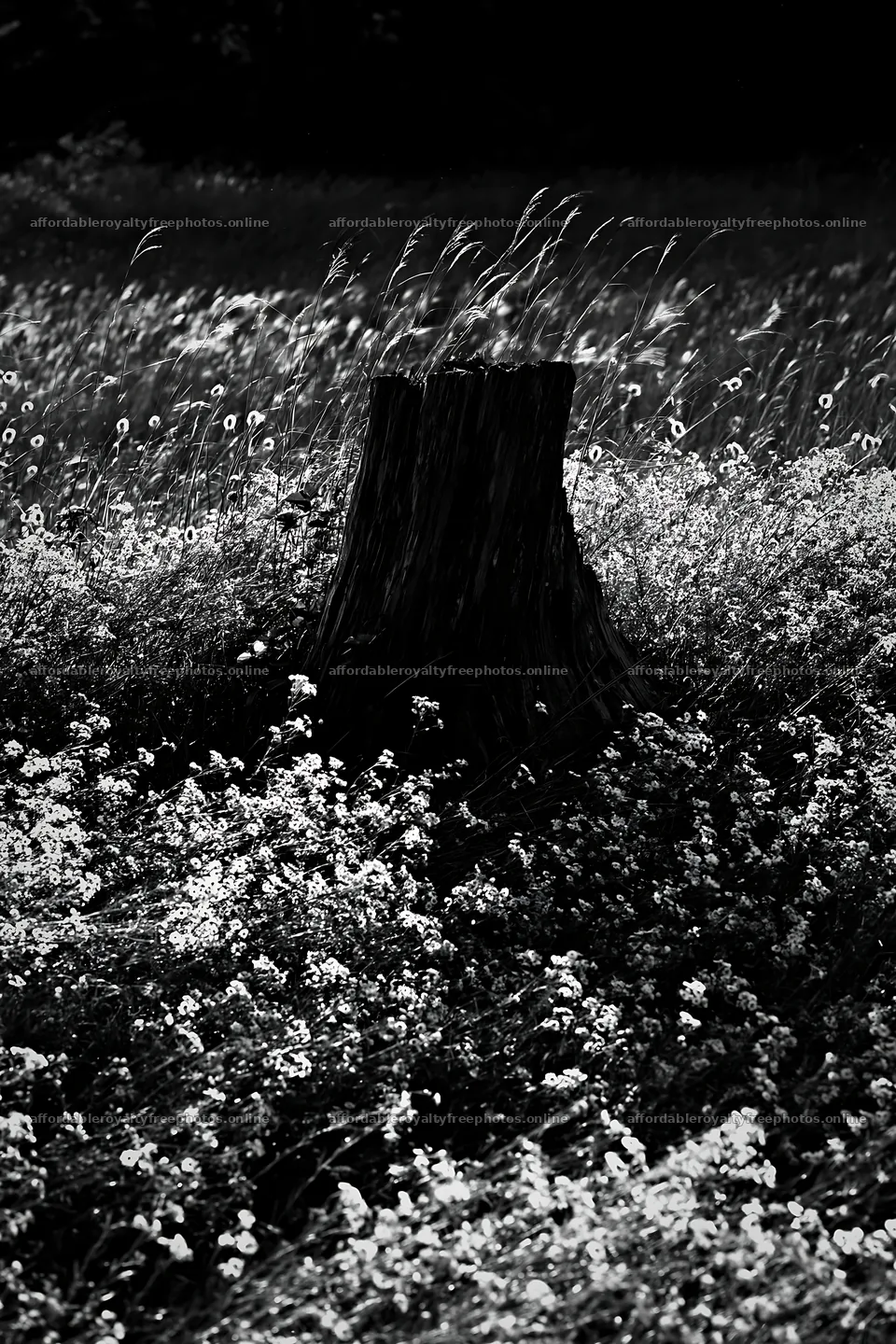 Fukushima native meadow with weathered stump – royalty-free photos 6480x9722