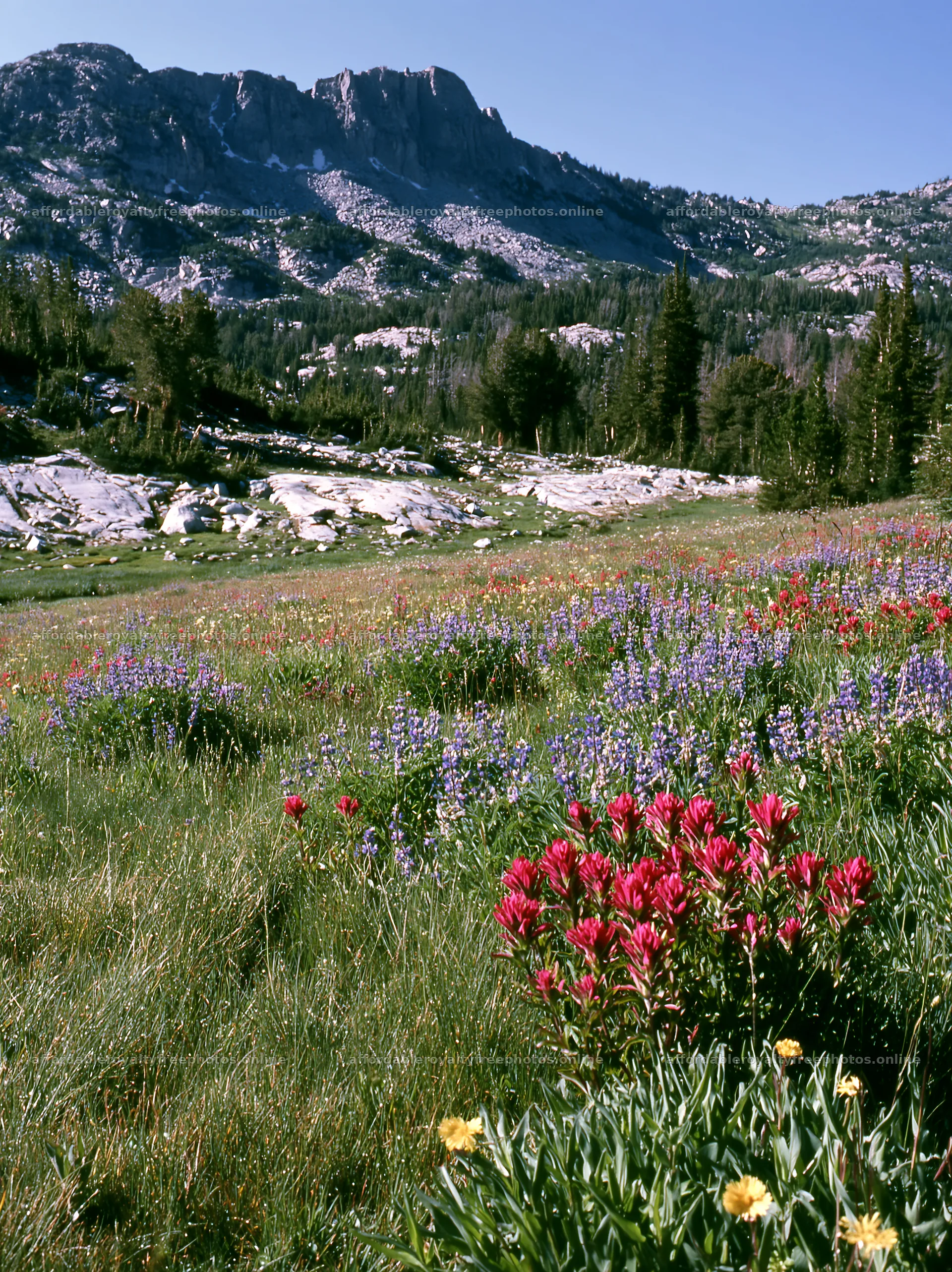 Paintbrush lupine meadow with mountains in the background – royalty-free photos 6866x9174