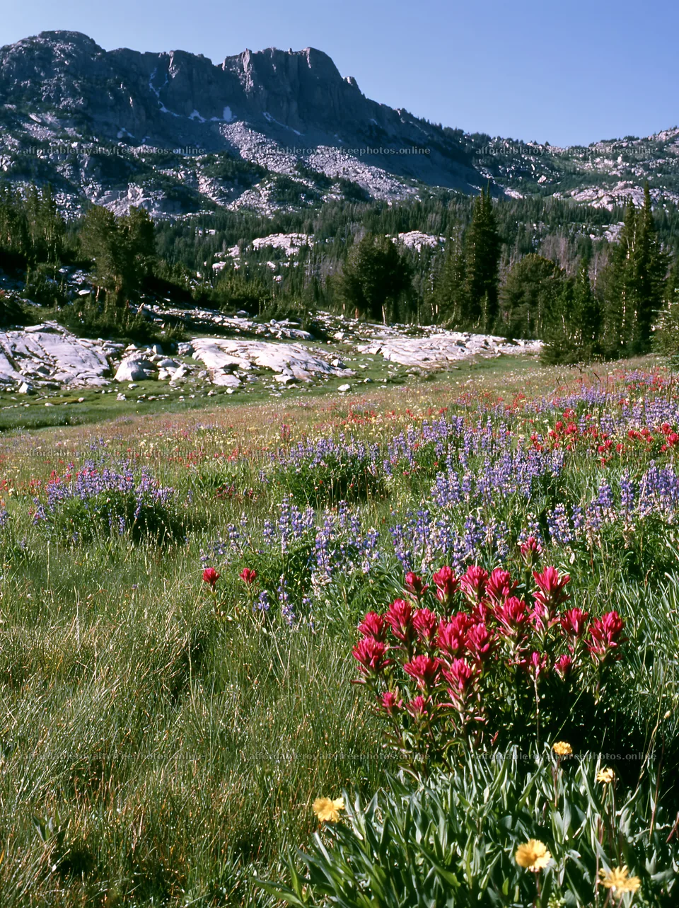 Paintbrush lupine meadow with mountains in the background – royalty-free photos 6866x9174
