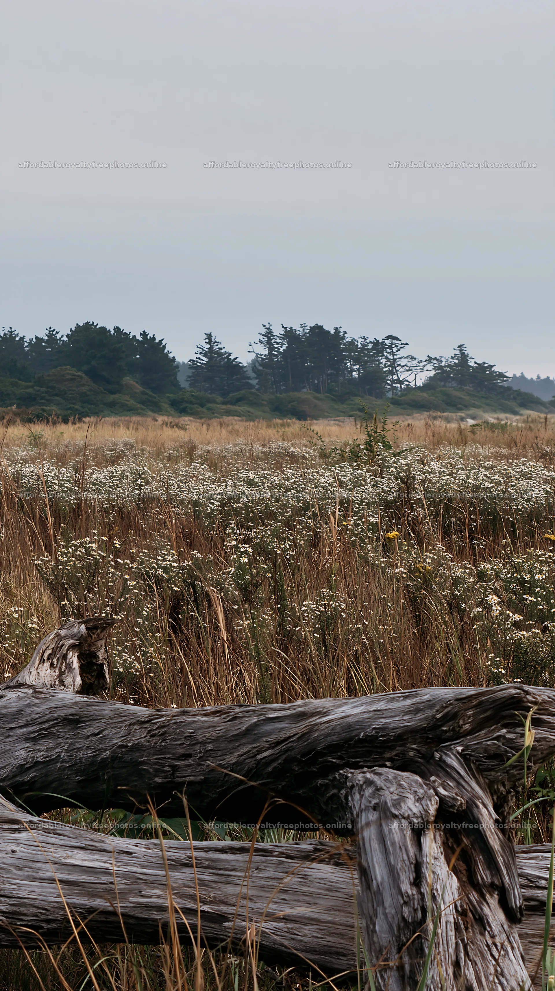 Chiba coastal climate meadow with driftwood in foreground – royalty-free photos 5938x10608