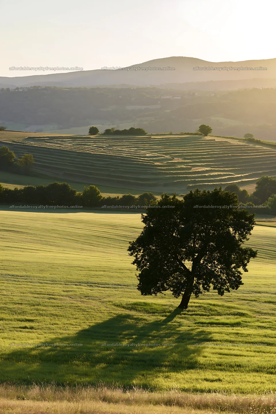 Rolling valley meadows with a lone tree at sunset – royalty-free photos 6480x9722