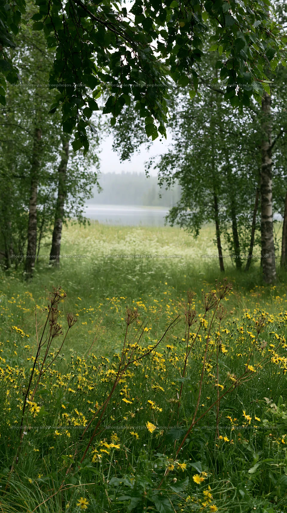 Meadow below birch woodland and lake with yellow flowers – royalty-free photos 5938x10608