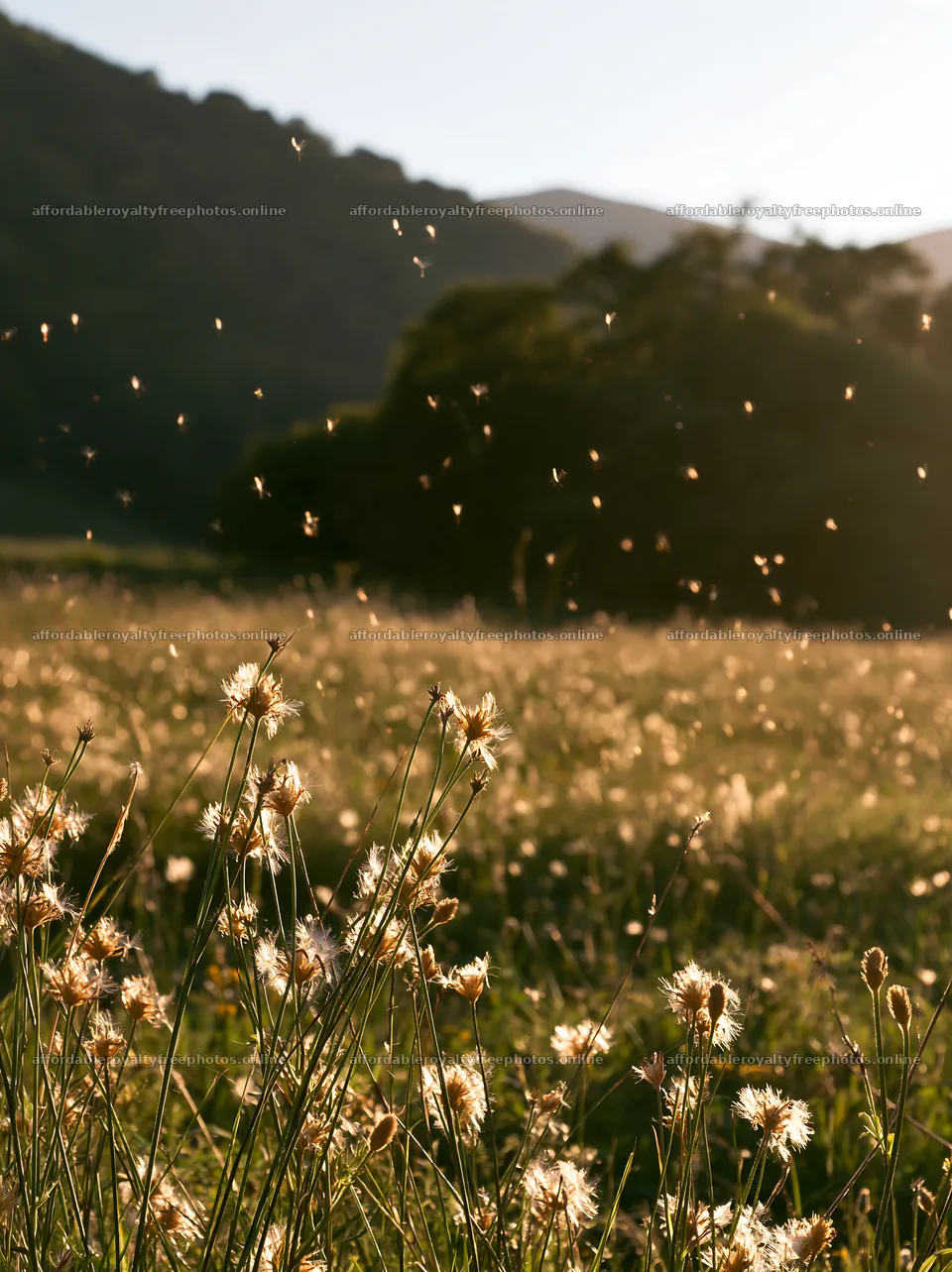 Meadow seedheads backlit at dusk with flying insects – royalty-free photos 6866x9174