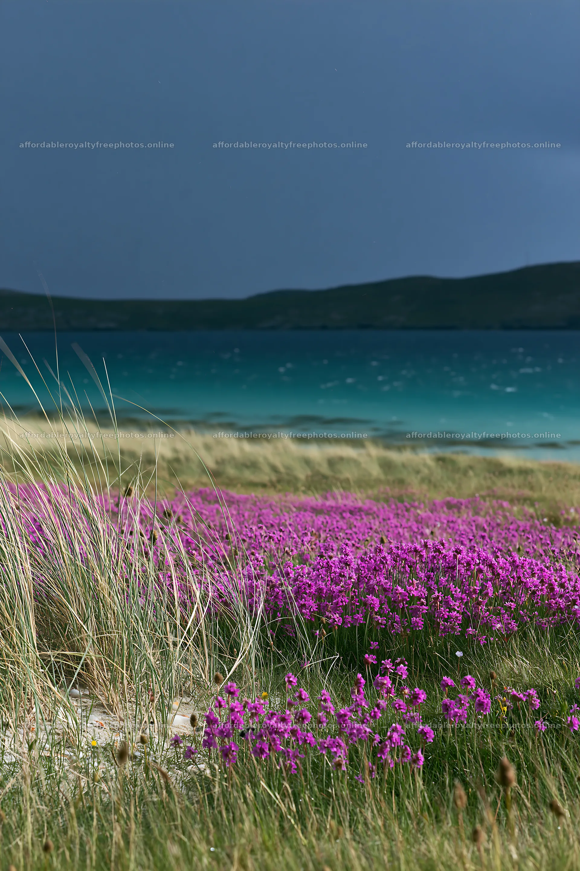 Colorful orchid meadow by the ocean under a cloudy sky – royalty-free photos 6480x9722