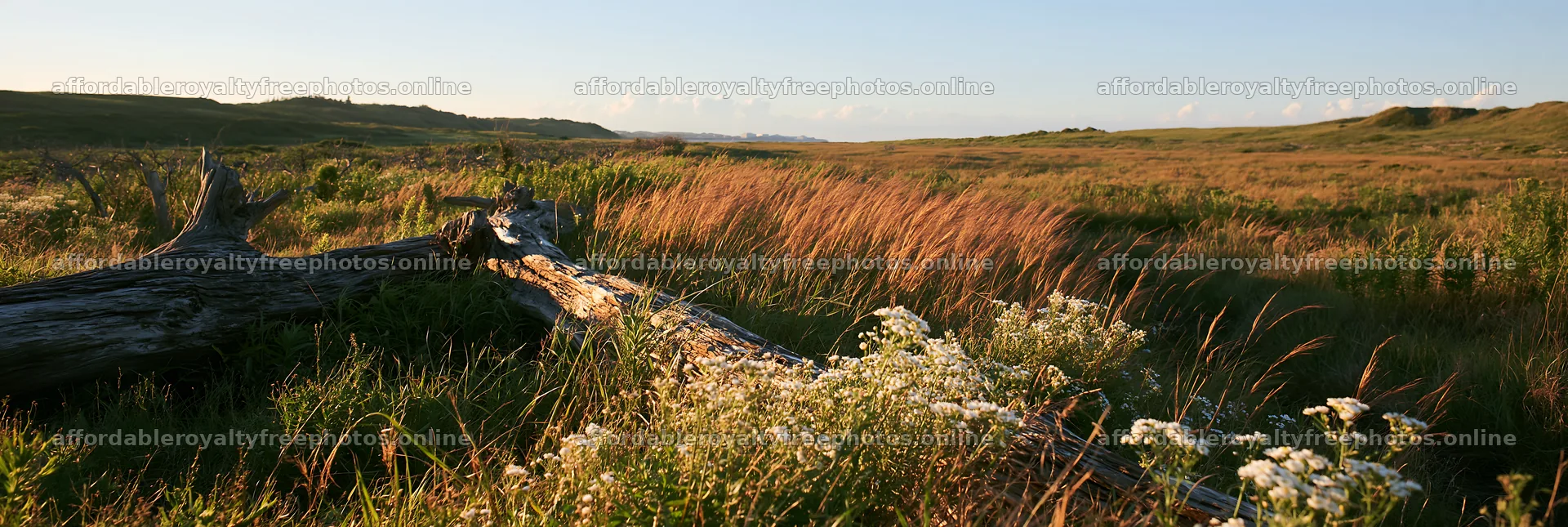 Chiba coastal meadow with driftwood and wildflowers in – royalty-free photos 13690x4602