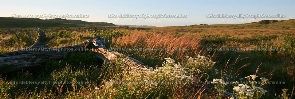 Chiba coastal meadow with driftwood and wildflowers in – royalty-free photos 13690x4602