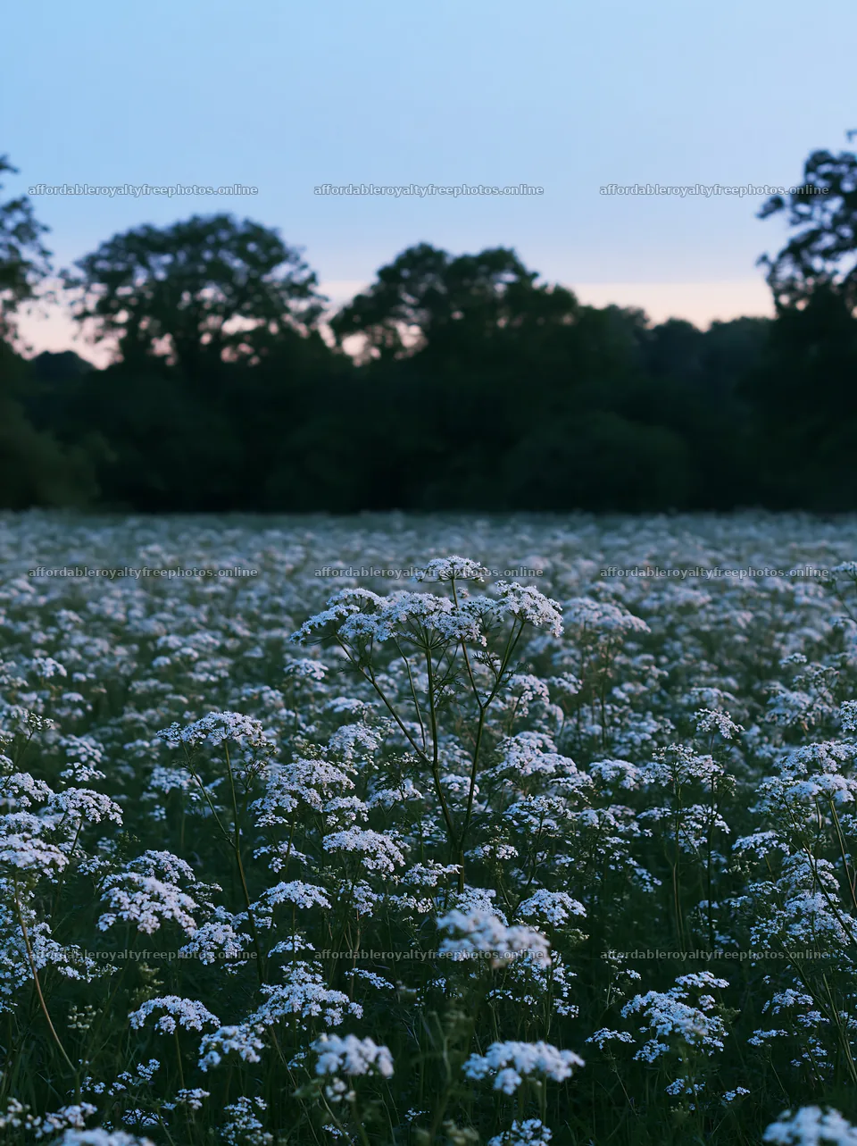 Cow parsley meadow under evening sky – royalty-free photos 6866x9174