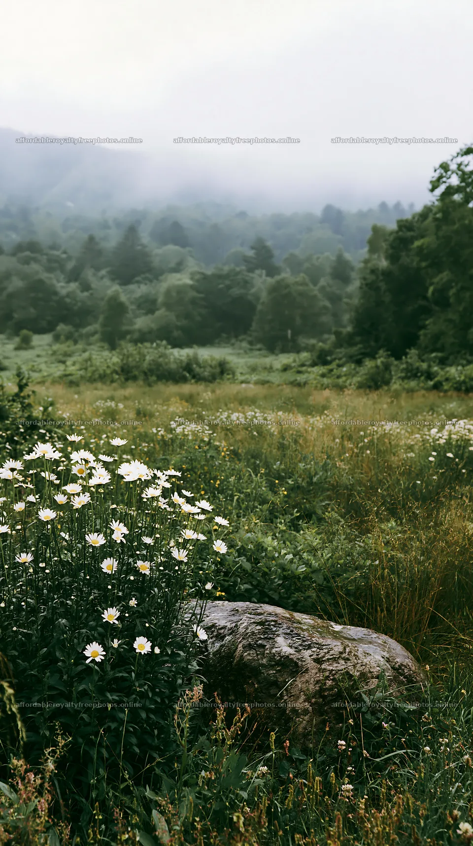 Aomori climate resilient meadow with boulder in natural – royalty-free photos 5938x10608