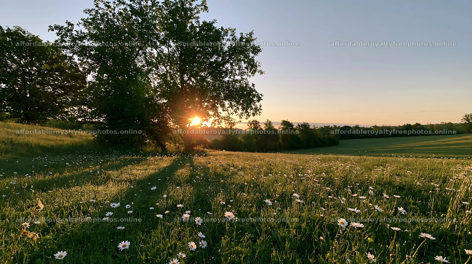 Daisies in the meadow with sunset behind the trees – royalty-free photos 10608x5938