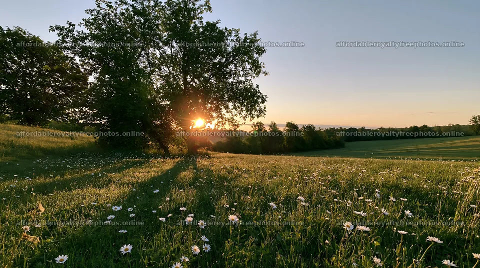 Daisies in the meadow with sunset behind the trees – royalty-free photos 10608x5938
