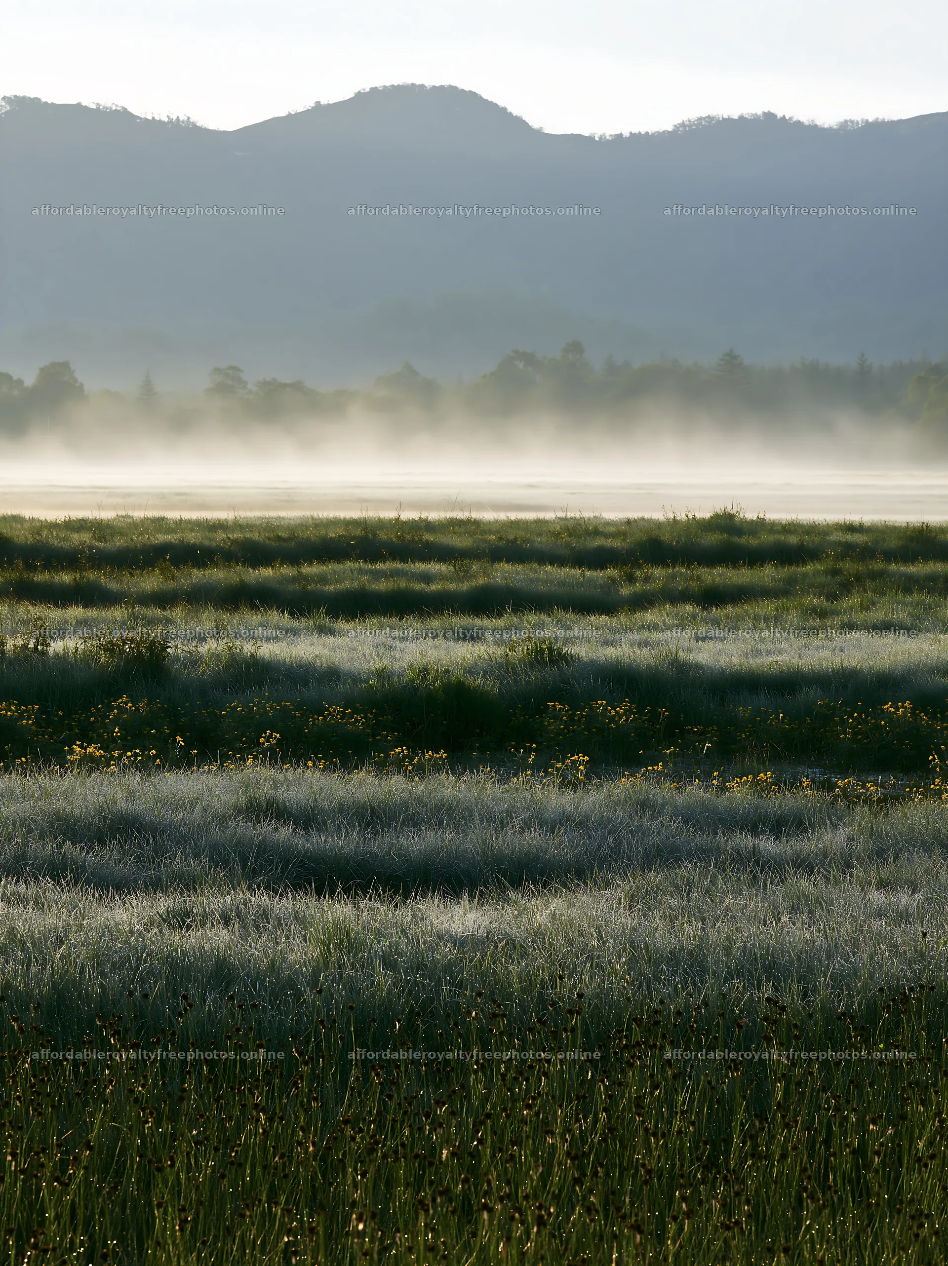 Akita snowmelt meadow with silver grasses at dawn – royalty-free photos 6866x9174