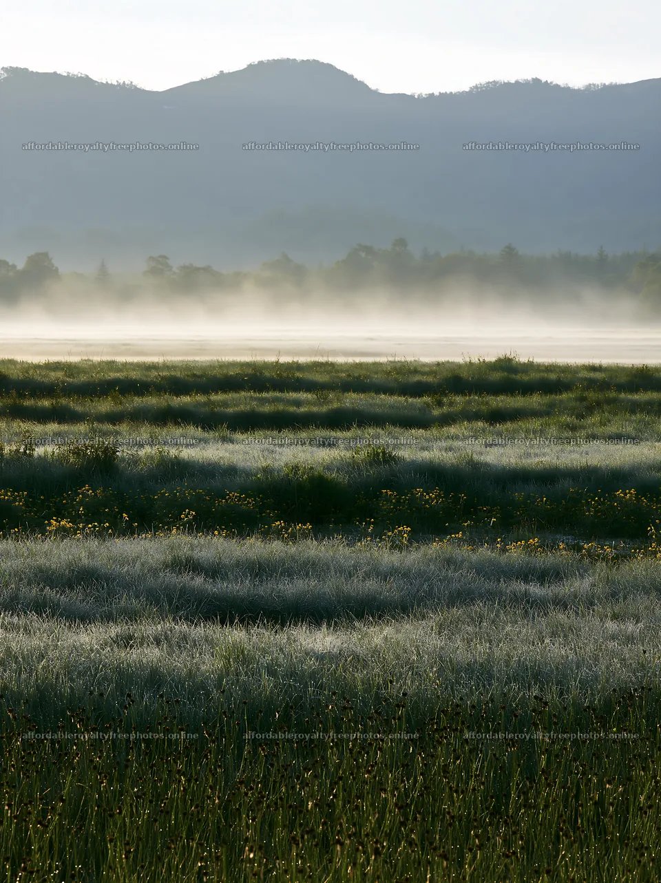 Akita snowmelt meadow with silver grasses at dawn – royalty-free photos 6866x9174