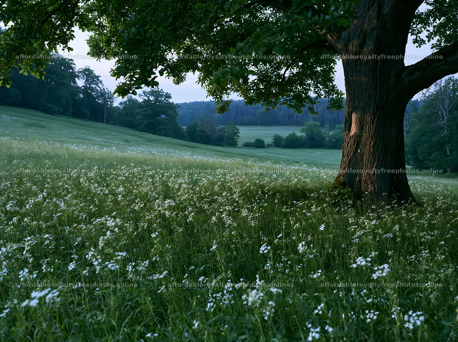 German foothill meadow with blooming flowers under a tree – royalty-free photos 9174x6866