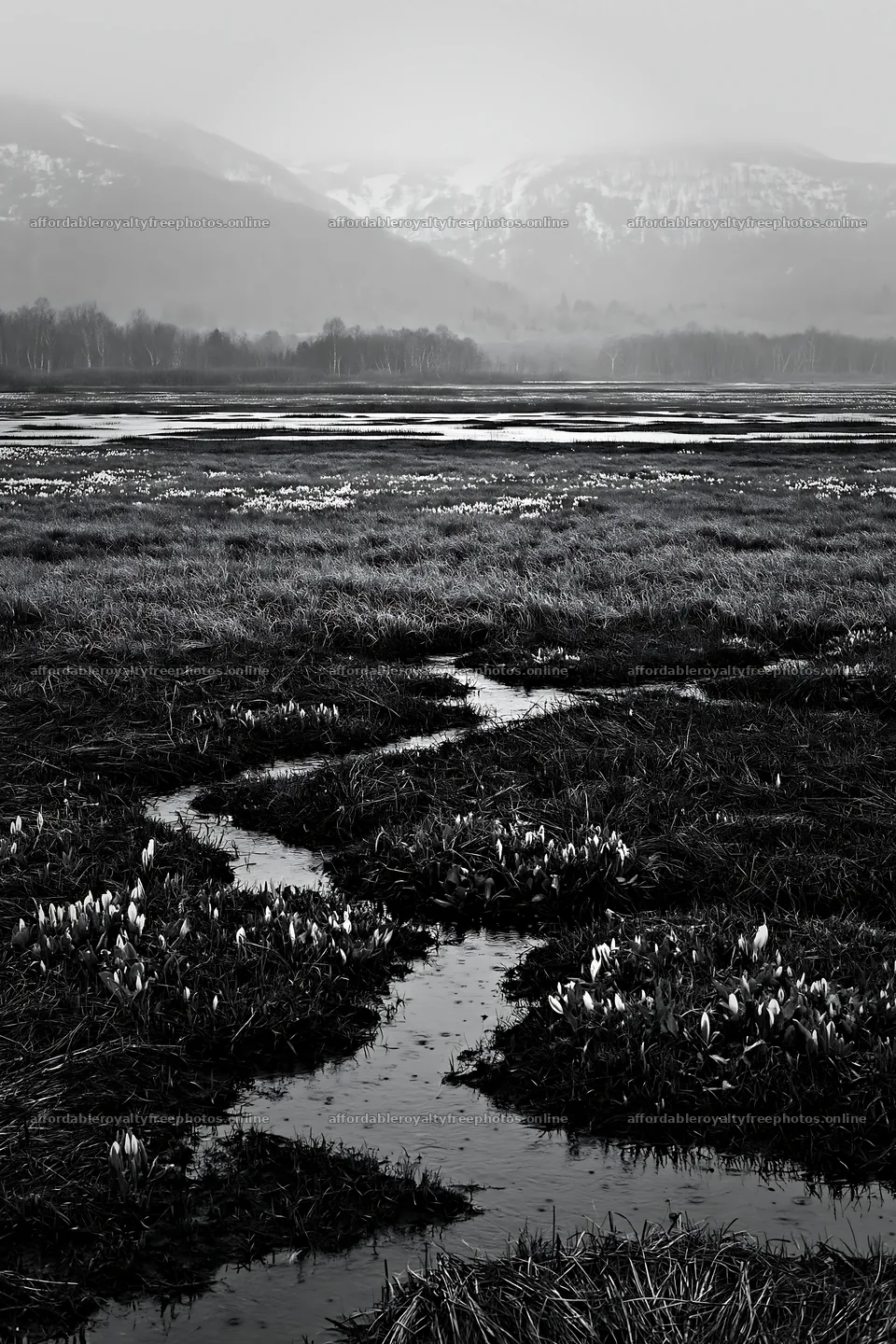 Akita snowmelt meadow with silver grasses shows spring – royalty-free photos 6480x9722
