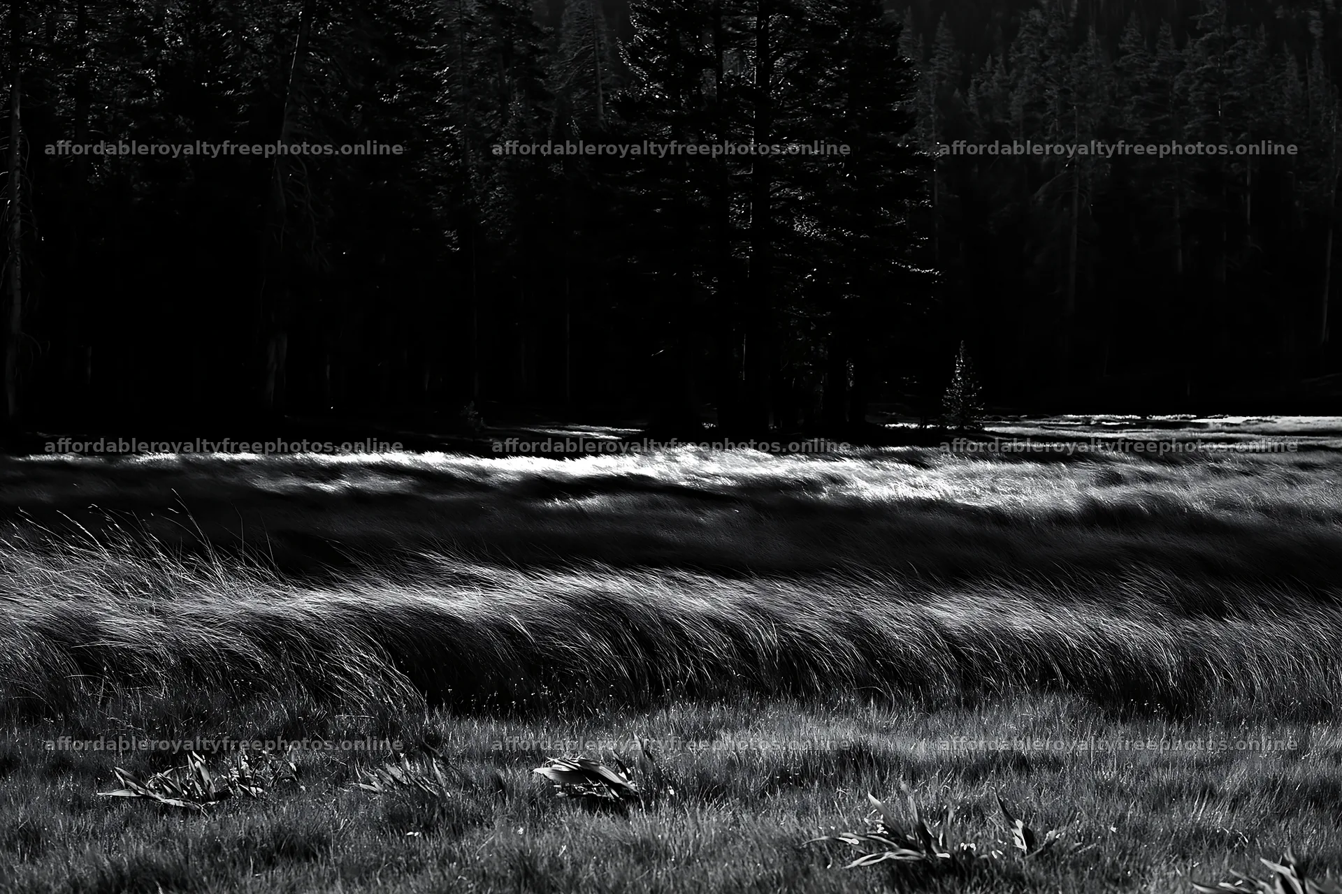 Pine forest meadow with tall grass and scattered trees – royalty-free photos 9722x6480